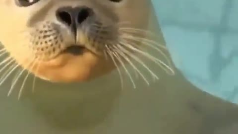 Very cute seal