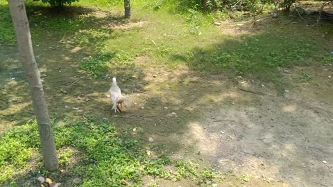 The ducks are having fun together