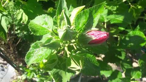 Young hibiscus flower