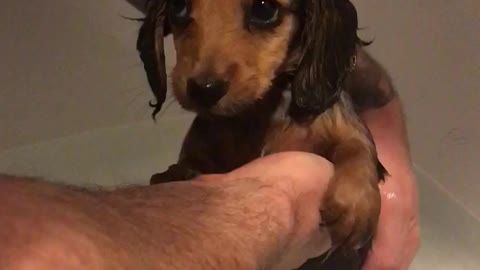 Cute puppy thoroughly enjoys her first bath