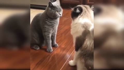 FUNNY CAT VIDEO COMPILATION