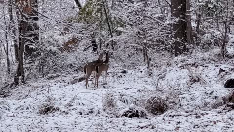 Fawns at our backyard in KY