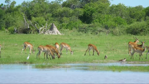 Amazing Wildlife Of Africa in clips.HtCABP