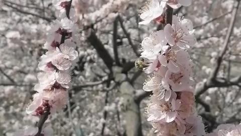 Spring Blossom Nature Short Video