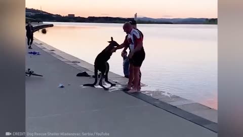 People Help Animals That Asked For Help And Kindness