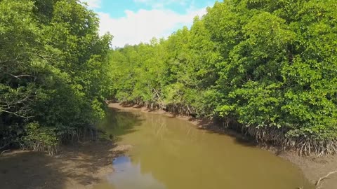 Amazon Jungle 4k Ultra HD Video _ Amazon, Animals, Waterfall & Forest Video _ BG, Boost Sound