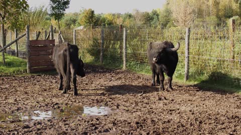 Buffaloes walking through the pasture