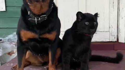 Best Friend Dog And Cat