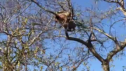 2 LeopardS battle over A carcass !