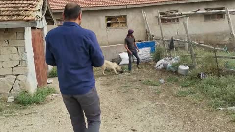 REAL GIANT TURKISH KANGAL DOGS-VERY AGRESSIVE