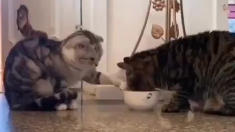 Cat charing food