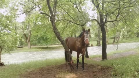 Moving shot passing by the lonely brown horse