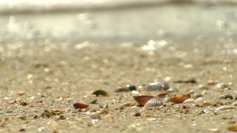 Beautiful pearl shells on the beach