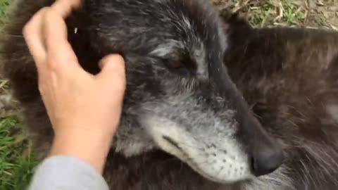 A very happy wolf!!