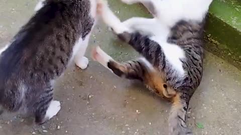 Cat Fight Funny Video 🤣😹🤣😹