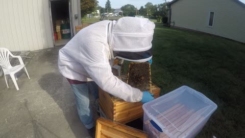 September 19 2024 Swarm Hive Inspection Part II