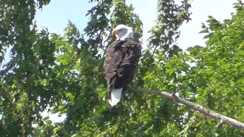 349 Toussaint Wildlife - Oak Harbor Ohio - Might On Display