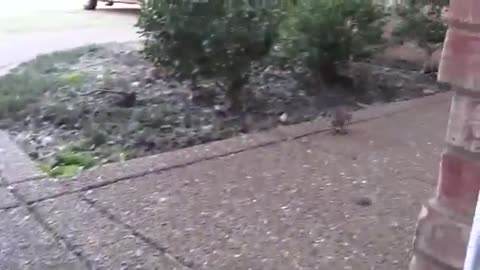 Catching a Baby Screaming Bunny