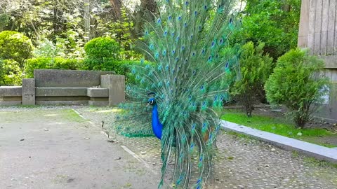 Peacock dance