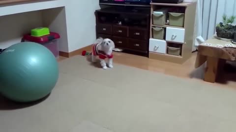 Dogbarking sound -funny dog