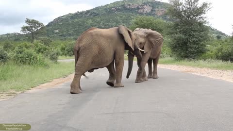 Elephants greeting each other in the middle of the Road