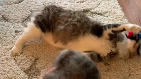 Brushing cat creates fur pillow