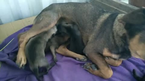 Mother dog take care of puppies