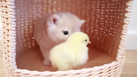 Cute kittens walk with a tiny chicken