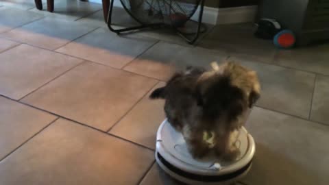 Amazing Roomba Dog