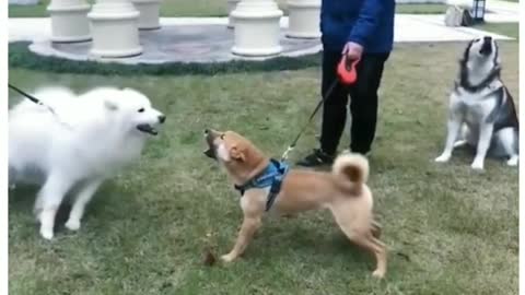 Cat vs Dog funny video. Funny animals video.