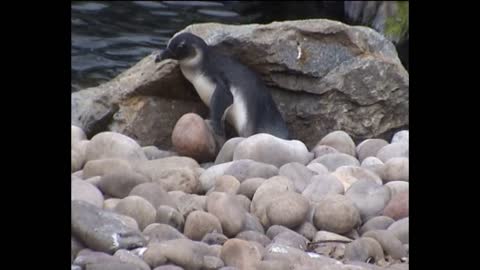 Penguin Falls Down Cliff