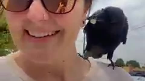 Rescue Crow make friendship with Dog