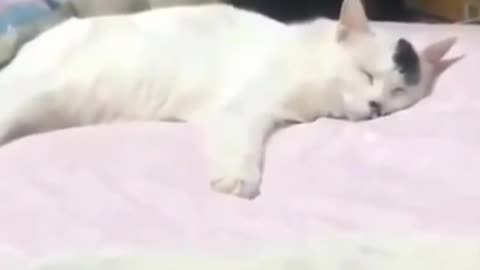 Smart cat sleeping video try not to lough