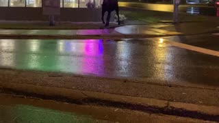 Big Bull Moose Crosses the Crosswalk