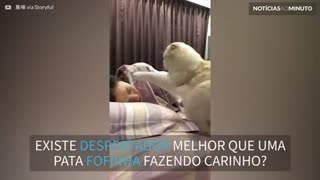 Gato esfomeado se transforma em despertador fofinho