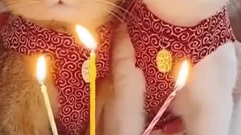 Funny cats birthday