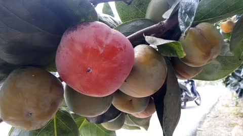 ripe persimmons full of fruit