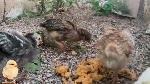 Satisfying video🐥Cute baby chicks🐥Beautiful Chicks