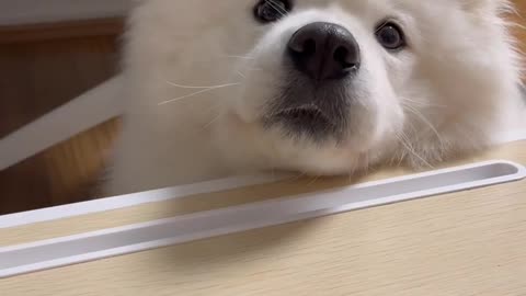 Cute doggo sounds