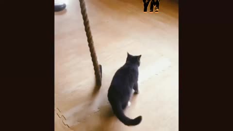 funny cats life 😂 will make you happy,try not to laught😂😂