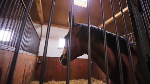 Cute brown horse in a stables in cage competition nature ride stallion water cowboy rider