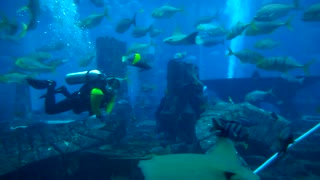 Dubai Aquarium