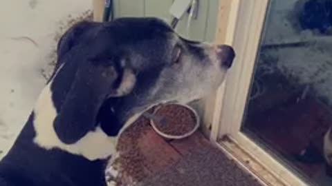 Great Dane waiting to come inside