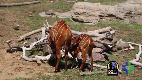 Baby bongos plays with the herd