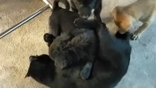 Cat Gets Some Serious Puppy Love