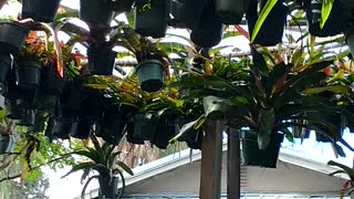 Advanced Bromeliads 26, Sarasota Florida http://advancedbromeliads.com/