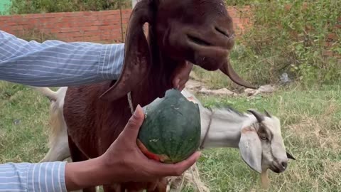 Give food to gaot, clever goat