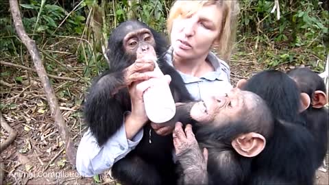 Cuddly Baby Chimpanzees - Cutest Compilation