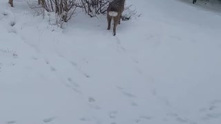 Friendly baby deer visit woman's backyard