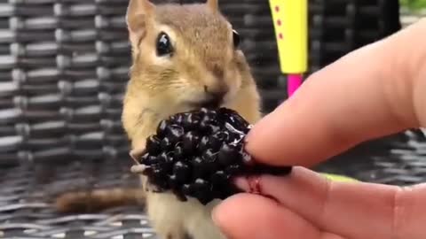 Sweet Squirrel Earing a Fruit